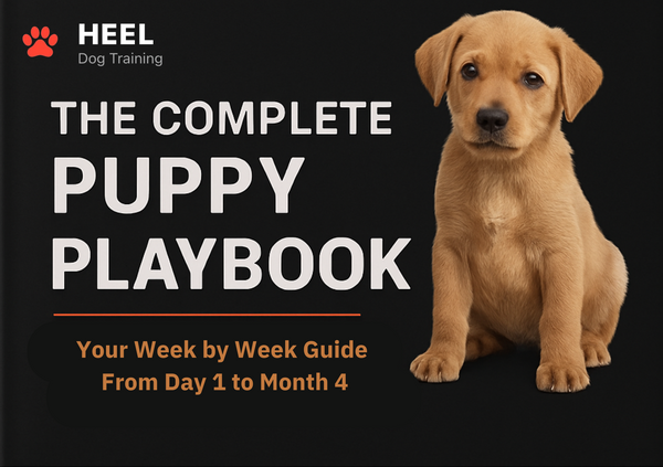 The New Puppy Playbook
